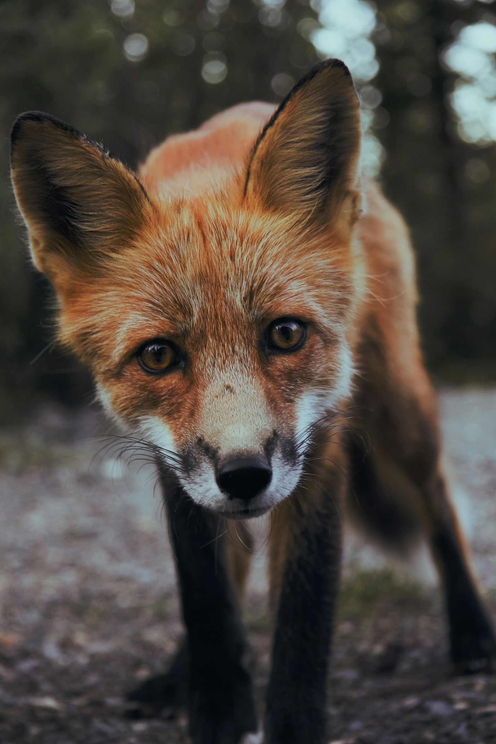 Close Encounter